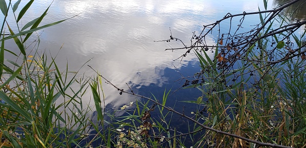 Photo of a lake through the bushes; gentle ripples cover the surface of the lake which reflects an almost perfect image of the sky above it creating the illusion that one is possibly looking up instead of down; various ferns and tall grasses and other shrubbery line the bottom of the photograph, almost like a frame, while the branch of a tree leans in from the upper right and bottom right as though reaching out to the water, or reflected sky, with dark purple berries that almost look like they're touching the water
