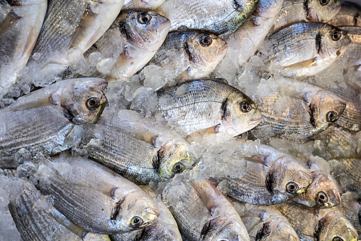 A bountiful display of fresh orata fish (sparus aurata) at the fish market: indulge in culinary excellence and gourmet delicacies - Closeup of sea bream fish