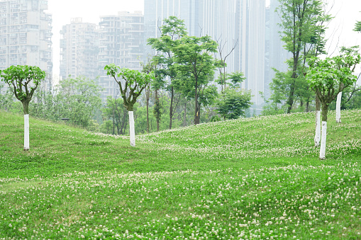 grass area and trees in the park in the city