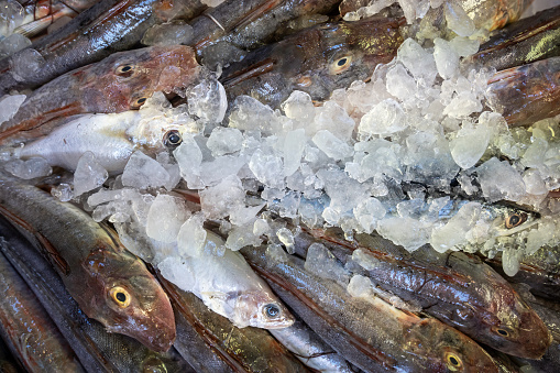 A bountiful display of fresh tub gurnard (Chelidonichthys lucerna), also known as the sapphirine gurnard, tube-fish, tubfish or yellow gurnard at the fish market - Background