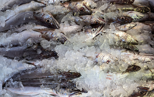 A bountiful display of fresh blue fish rich in omega 3 at the fish market - Hake is the common name for fish in the Merlucciidae family -Background of fishes on ice