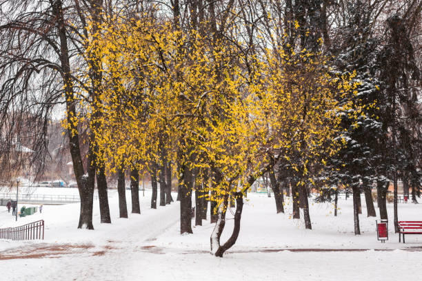 A tree with yellow leaves in a city park covered with the first snow.