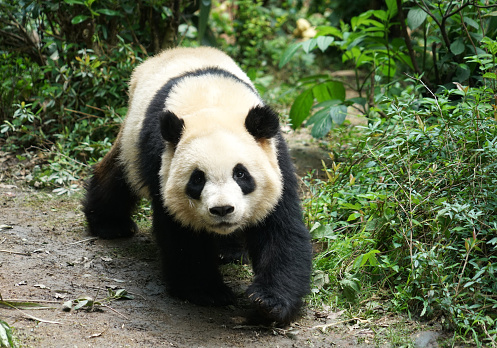 Giant panda walking on the ground in the bush