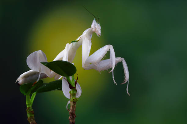istock Beautiful orchid mantis on a branch 2078706024