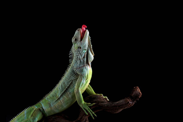 sitting on branch
