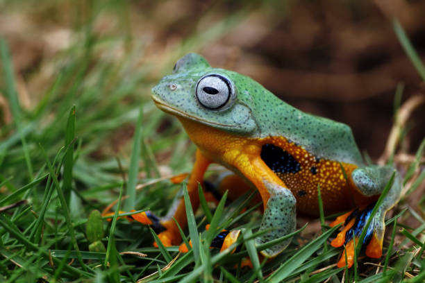 istock flying tree frog sitting on grass, Rhacophorus reinwardtii 2078706547