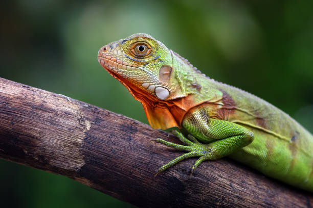 istock close-up of a baby red iguana 2078706551