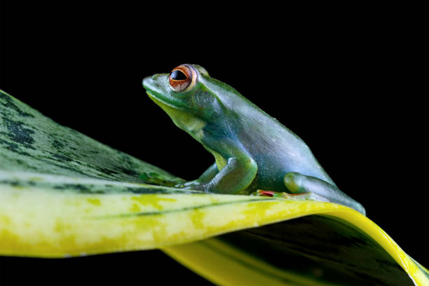 istock Rhacophorus dulitensis, Jade tree frog sitting on leaves 2078706552