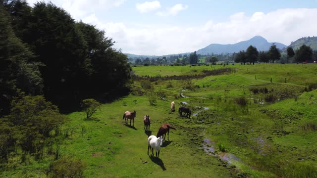 Cinematic drone clip flying over a small stream and wild horses drinking water on a lush green area in Chaupi, Equador