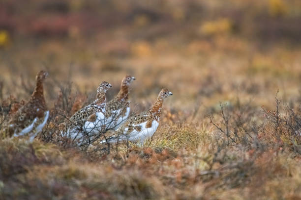 istock Willow Ptarmigan, birds in the tundra 2078730725