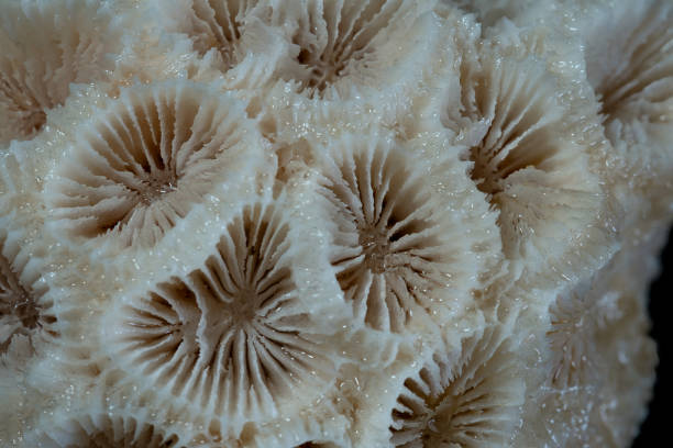 istock macro shot of a dried white coral 2078737453