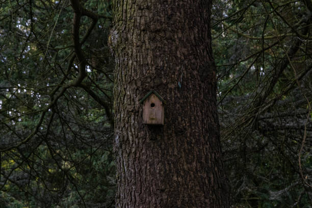 A birdhouse is nestled in the bark of a tree. The birdhouse is small and brown. The tree is tall and has many branches. The image has a peaceful and natural feel to it