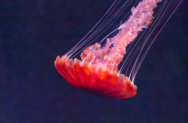 istock red jellyfish floating in the water 2078748832