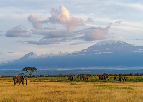 African elephants and Kilimanjaro mountain during sunset Amboseli National Park, Kenya