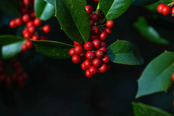 A cluster of red berries on a leafy branch. The berries are small and round, and they are clustered together. The leaves are green and provide a nice contrast to the bright red berries