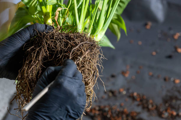 istock A person is holding a plant root in their hand 2078762920