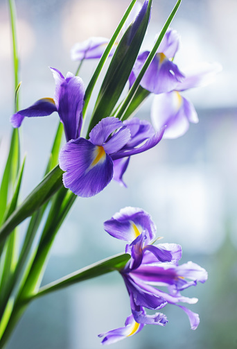 beautiful iris flowers on light background