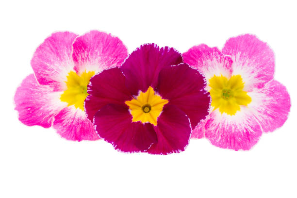 primrose flowers isolated on white background