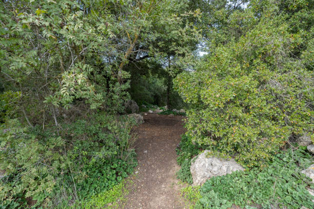 istock A Forest Path in the Judea Mountains, Israel 2078785692