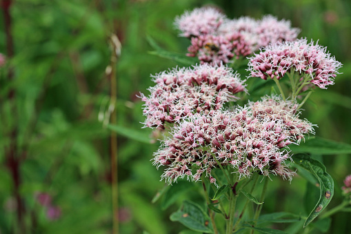 Pink hemp agrimony, Eupatorium cannabinum, flowers in close up with a blurred background of leaves and flowers.