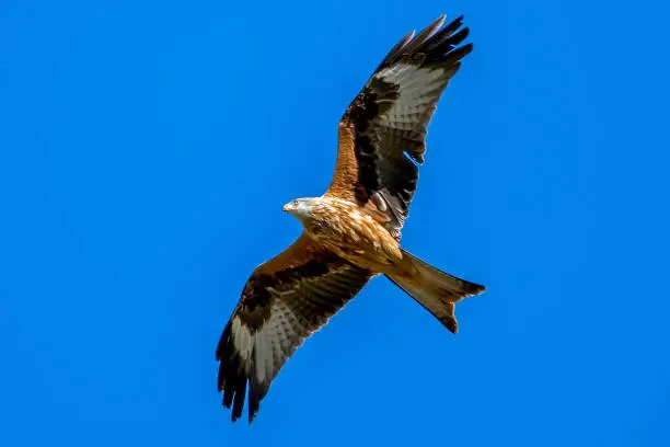 Photo of Red kite flying, in the Cazorla, Segura and Las Villas natural park.
