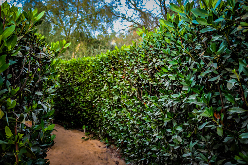 A path through some manicured bush