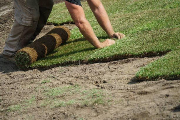 istock close up on worker installing turf on the lawn 2078820955