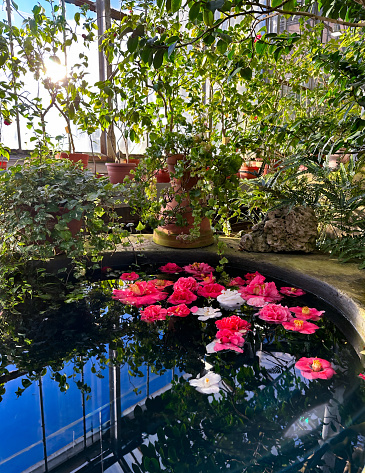 Vibrant pink camellia flowers floating on calm pond water, with lush greenery and terracotta pots in the background
