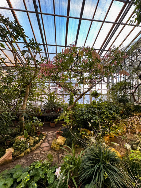istock Serene Greenhouse Oasis 2078829830