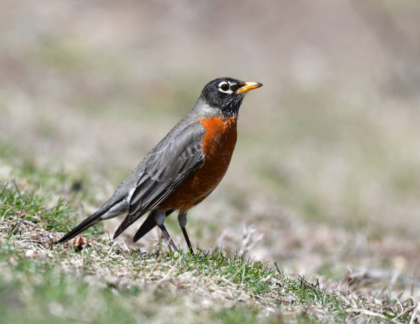 istock close up on American robin on the lawn 2078831943