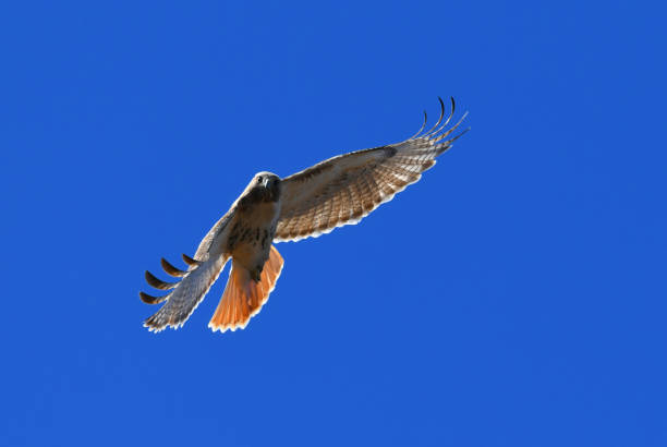Red tailed hawk takes flight over Yellowstone Lake with snow capped mountains in background.