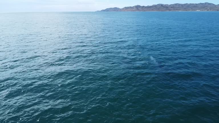 Grey whales swimming undersea along coast of Baja California Sur in Mexico. Aerial drone view