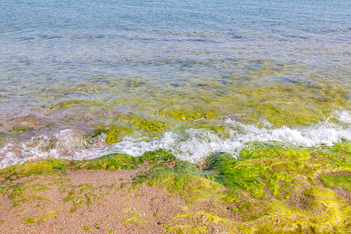 Beautiful view of  vibrant green-yellow algae the rocky shore of the Aegean Sea beach in the captivating island of Rhodes, Greece.