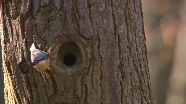 nuthatch with a nut at a tree hollow in spring