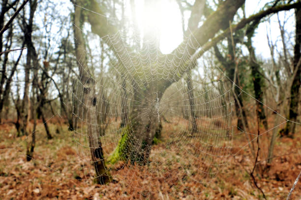 Autumn in Britain, and dew glistens on a spider's web.