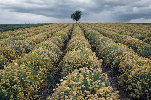 View of a field of helichrysum italicum in Greece