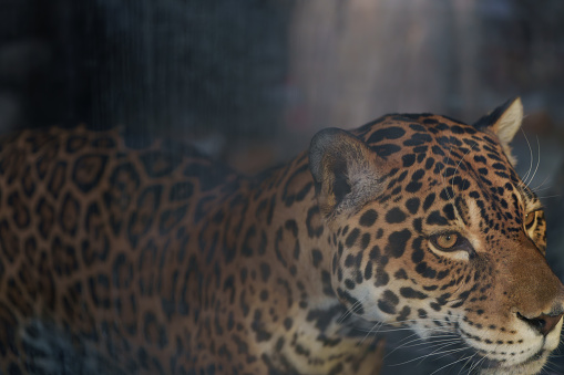 A close-up image of the Jaguar (Onça Pintada)