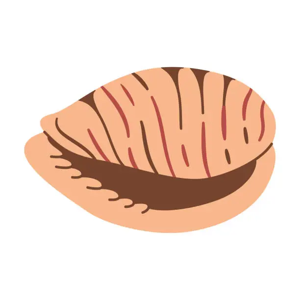 Vector illustration of Tiger Cowrie Seashell