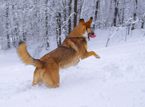 Playful shepherd dog is running around and jumping in the freshly fallen snow. Young doggy enjoys winter walks in the nature after fresh snowfall. Well behaved brown doggo on a walk without a leash.
