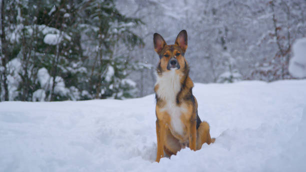 portrait: adorable brown dog is sitting in deep fresh snow during heavy snowfall - snowpack stock-fotos und bilder