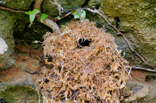 An old wren nest built of moss perched on a limestone cliff ledge