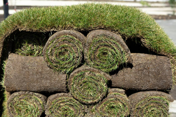 istock A lawn with rolled grass in close-up is ready for laying, a rolled lawn on a pallet. 2078879281