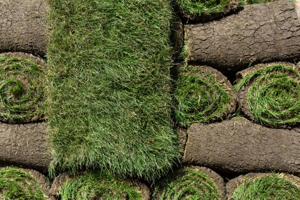 istock A lawn with rolled grass in close-up is ready for laying, a rolled lawn on a pallet. 2078881971