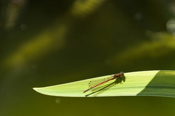 Large red damselfly on an iris leaf in the sun. Latin name: Pyrrhosoma Nymphula