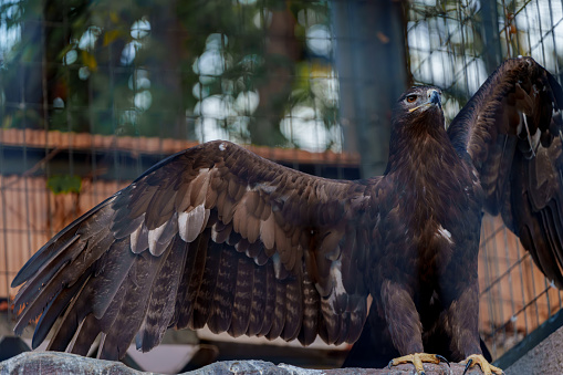 An eagle in the cage at the zoo