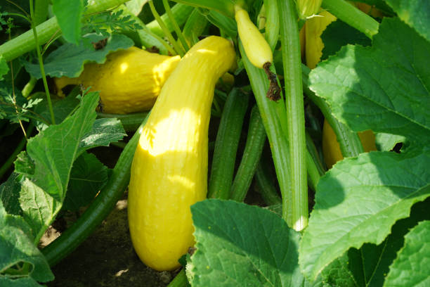 istock Yellow squash and plant in the farm field 2078888733