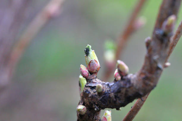Red currant blister aphids. Cryptomyzus ribis, Aphis schneideri, Phorodon Myzus.  Eggs and young aphids hatch in the spring.
