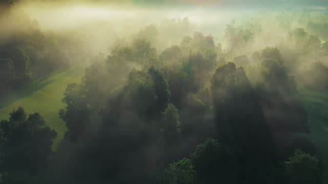 Aerial view of sun rays break through green trees foliage of tropical forest. Misty morning in the wood. Magical foggy sunrise in the rain forest
