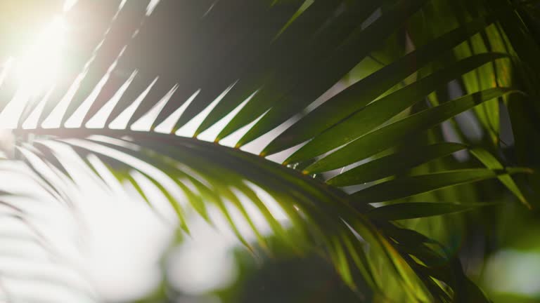 Sun breaking through palm leaves swaying on the wind. Shallow DOF shot with lens flare of green nature coconut palm tree