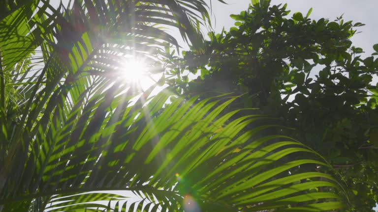 Green palm leaves sway in the wind. Midday sun breaks through the palm leaves. Slow motion, 4K